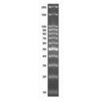 Marcador de peso molecular de 100pb - (12 fragmentos entre 100 e 2.080pb - 100 ng/uL - 500 uL) - 100 aplicações